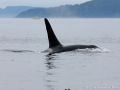 orca 3