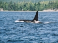 orca 2