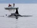 orcas