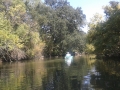 cosumnes river kayak