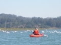gulls at elkhorn