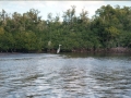 everglades 04