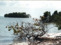 everglades 11