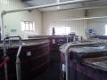 balvenie 5