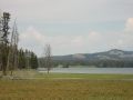 yellowstone19